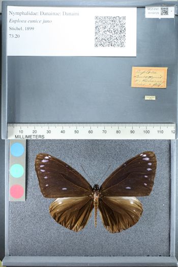 Media type: image;   Entomology 158129